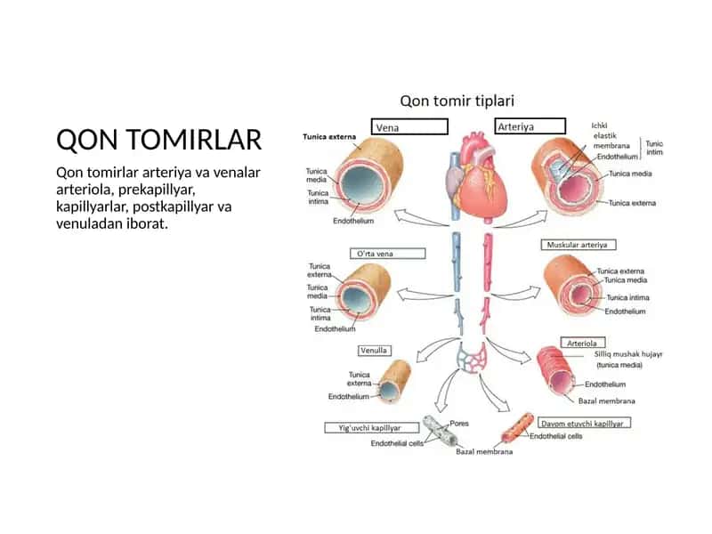Qon tomirlar tizimi 2