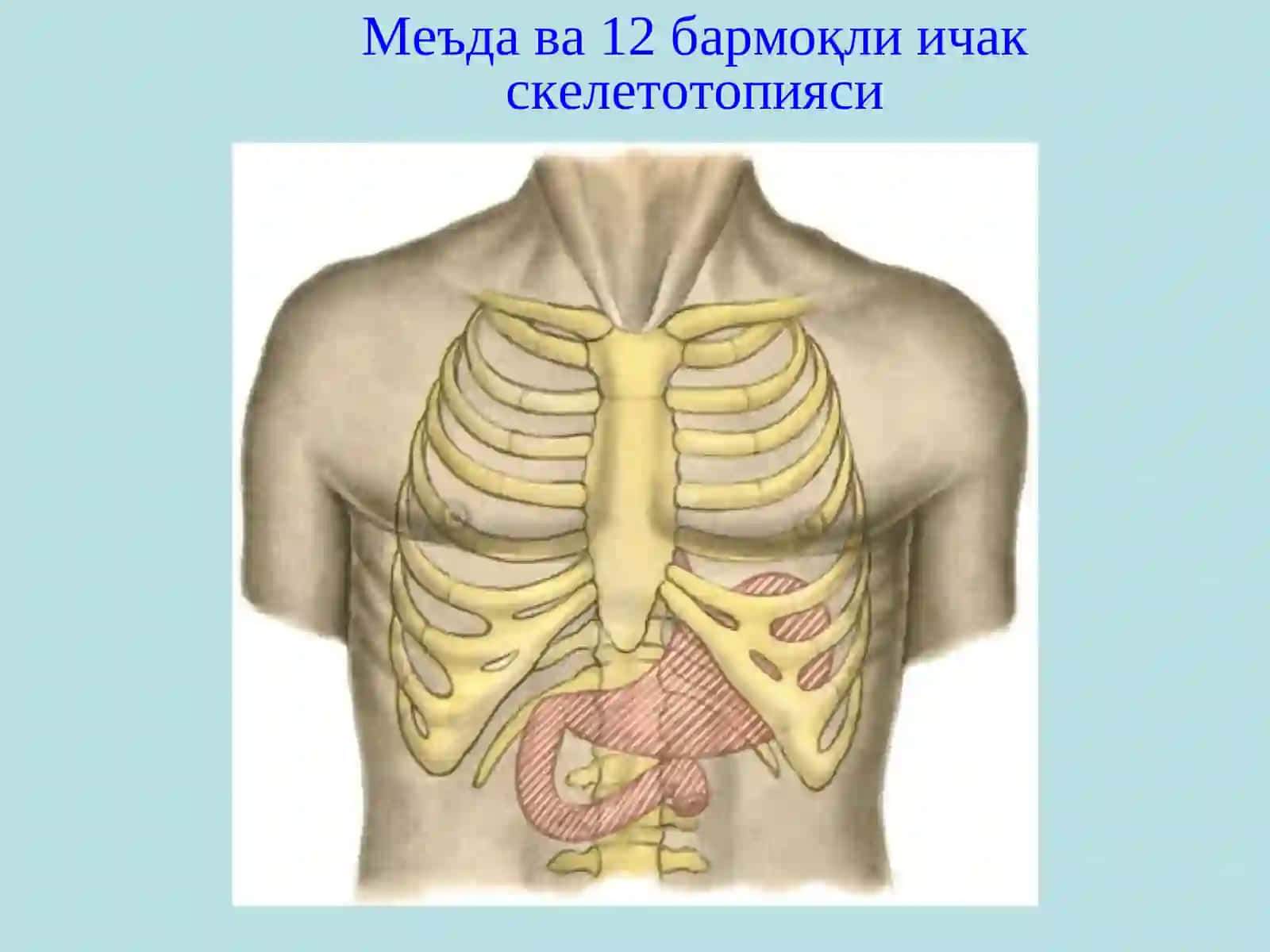 МЕЪДА ВА 12 БАРМОҚЛИ ИЧАК ЯРА КАСАЛЛИГИ 2