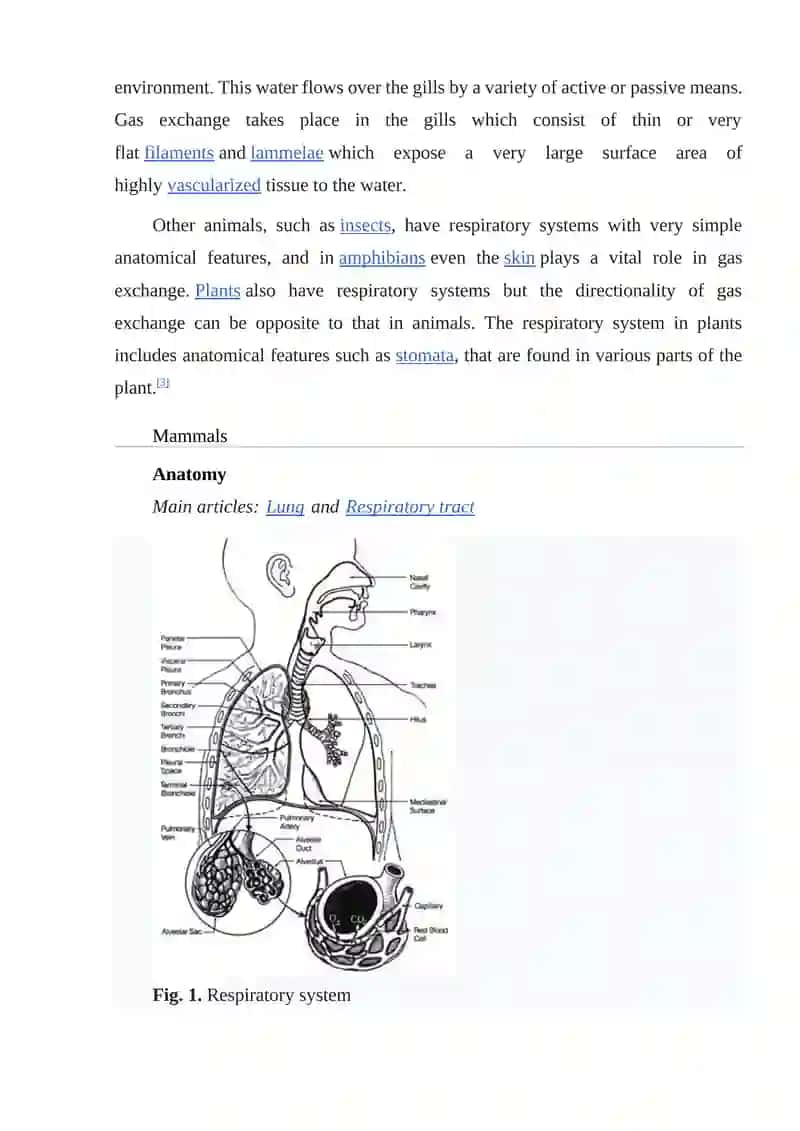 Respiratory system 2