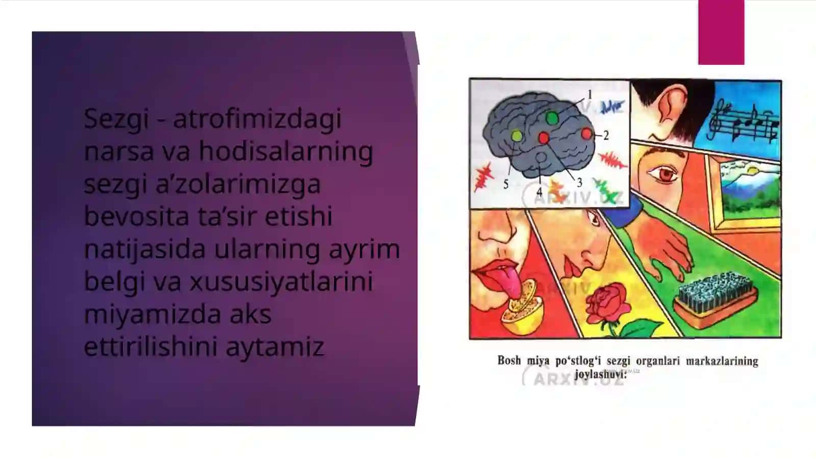 BILISH JARAYONLARIDAN  SEZGI 2