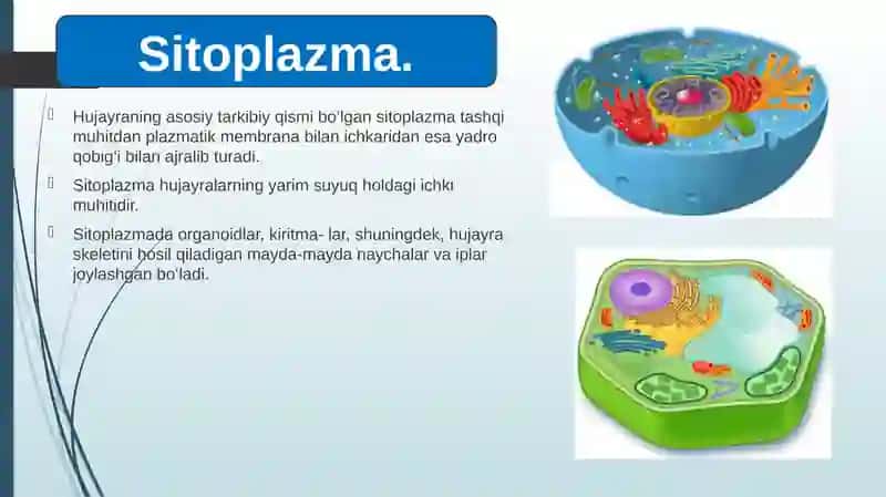 Sitoplazma 2