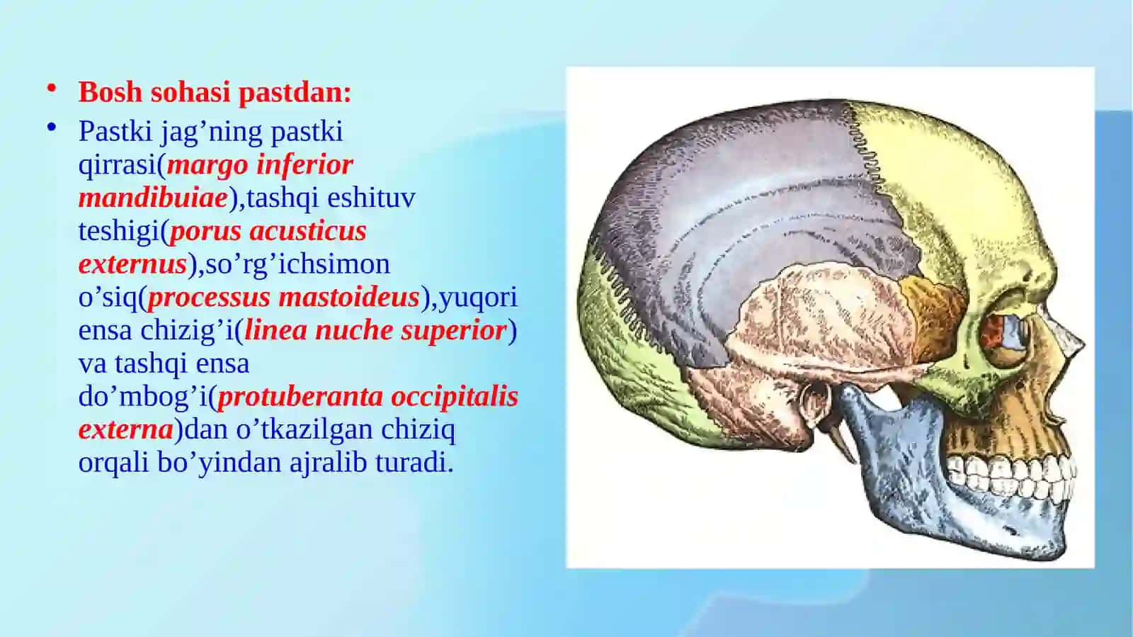 Boshning klinik anatomiyasi 2