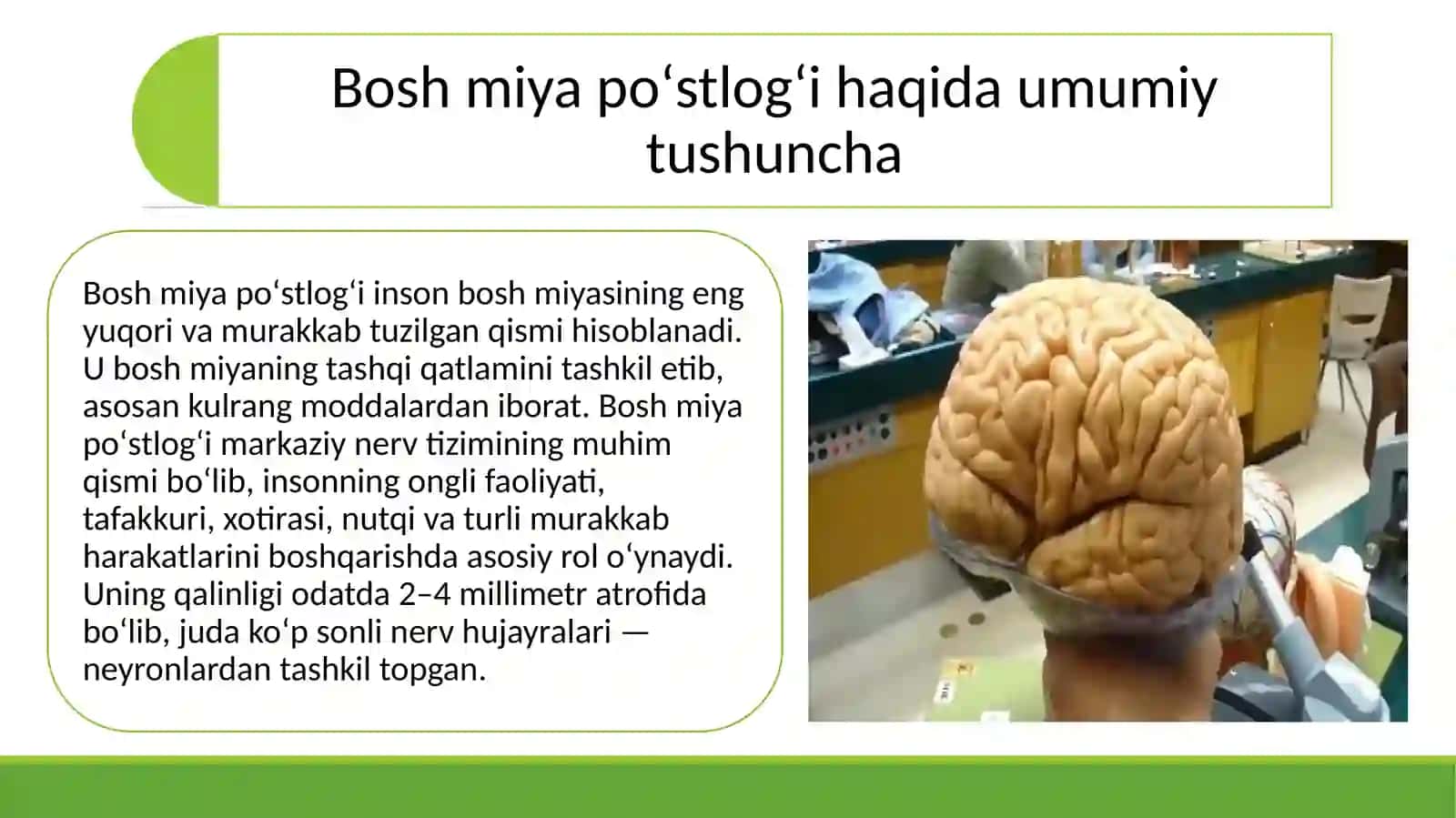 Bosh miya poʻstlogʻi va uning funksiyasi 2