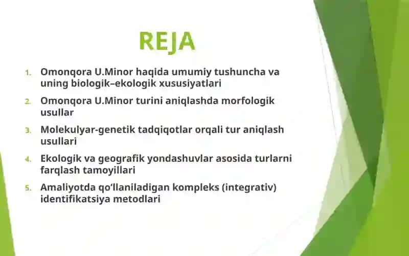 Omonqora U.Minor turini aniqlash usullari 2