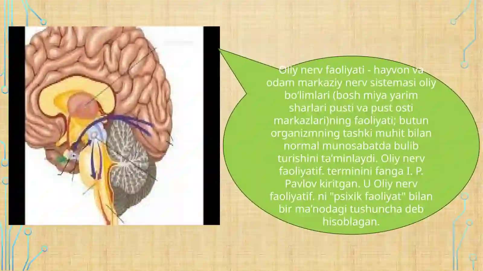Oliy nerv faoliyati 2