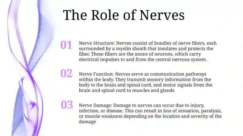 Nerv Structure and Function 2