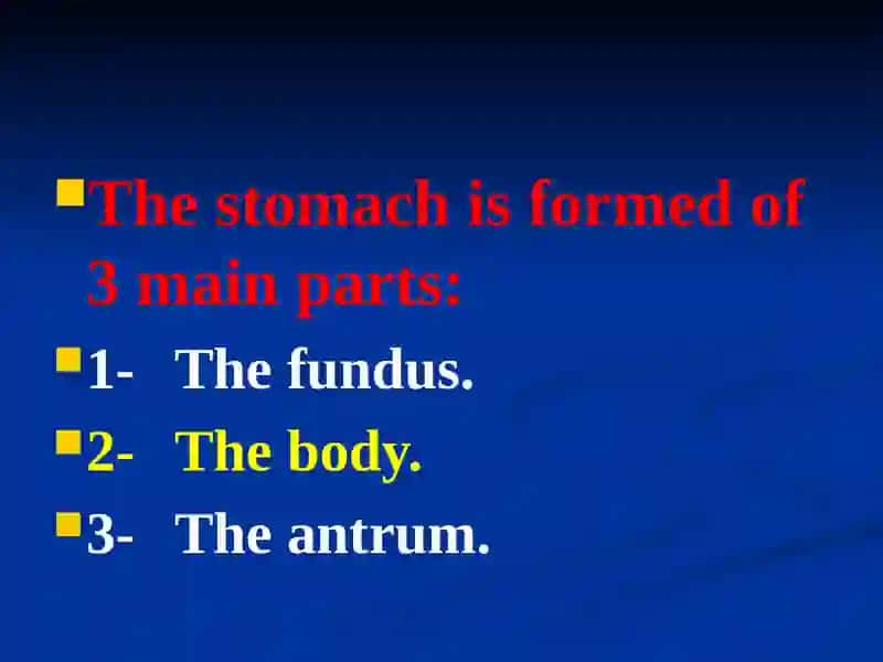 The stomach 2
