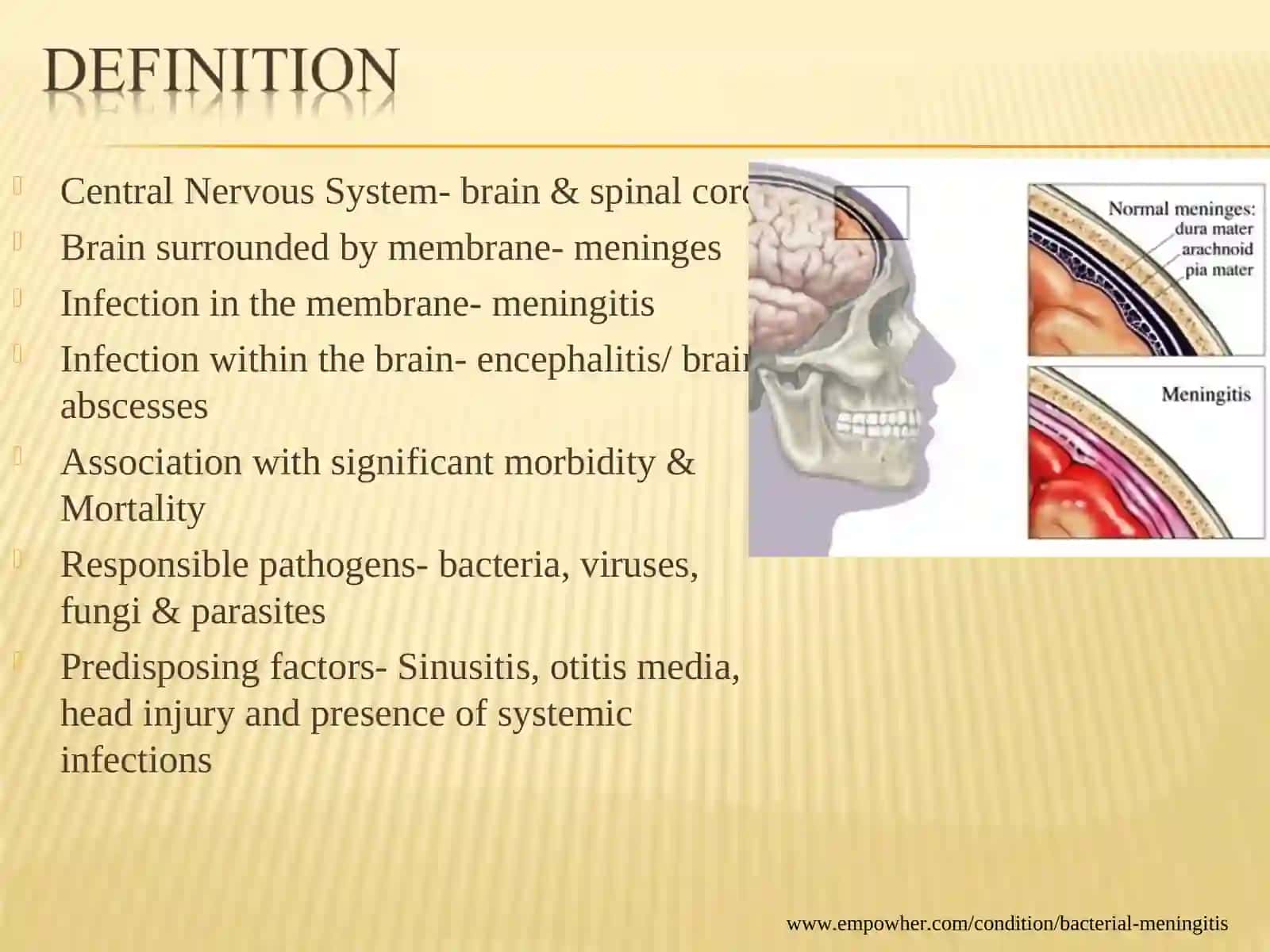Central Nervous System- brain & spinal cord 2