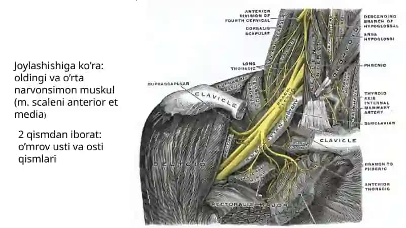 PLEXUS BRACHIALIS 2