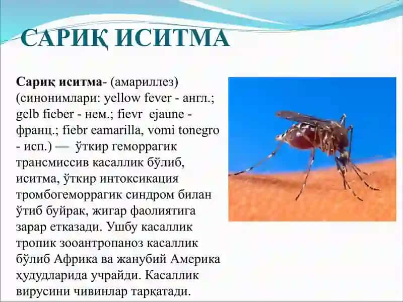 Сариқ иситма 2
