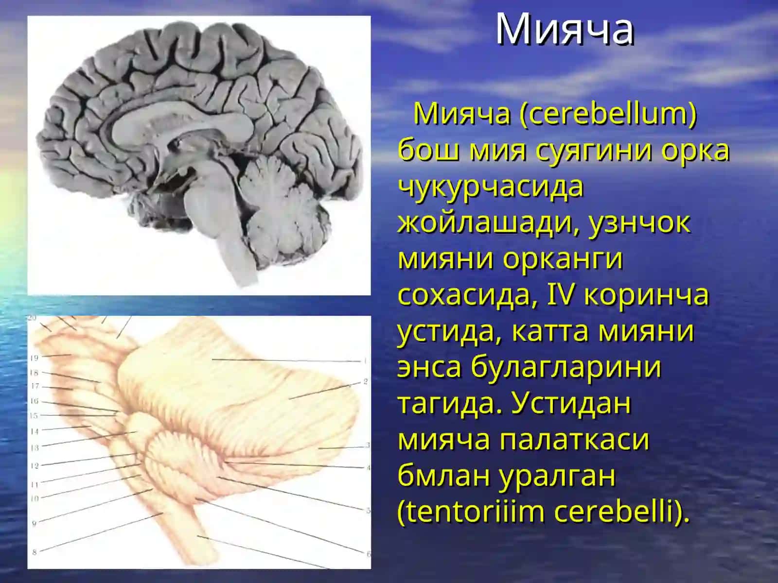 Мияча 2