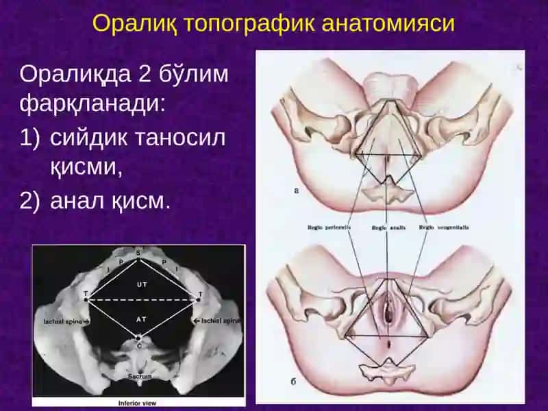 Оралиқ топографик анатомияси 2