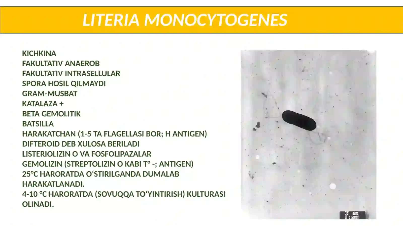 Listeria 2