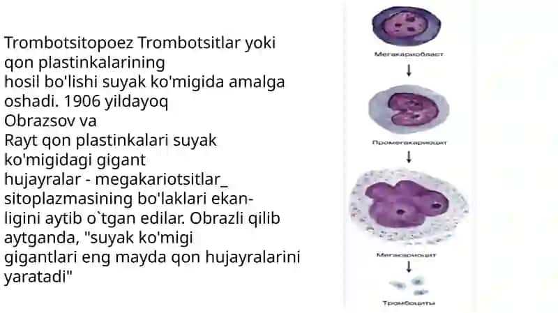 Trombotsitopoez, limfotsitopoez 2