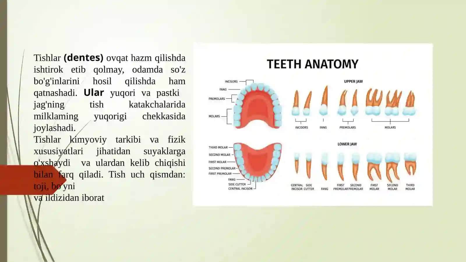 TISHLARNING UMUMIY ANATOMIYASI 2