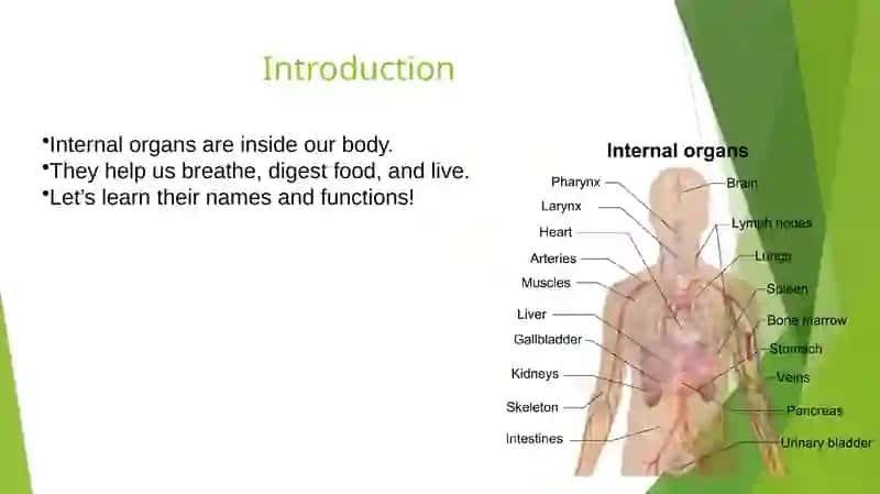 Internal Organs 2