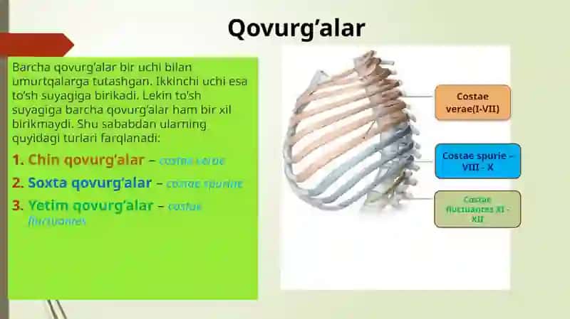 Qovurg’alar, to'sh va oʻmrov suyagi 2