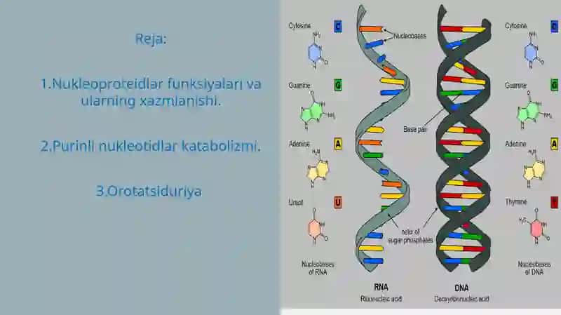 Nukleotidlar almashinuvi 2