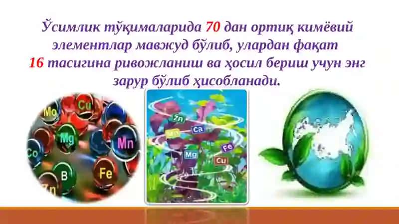 Озиқланиш учун кимёвий элементлар 2