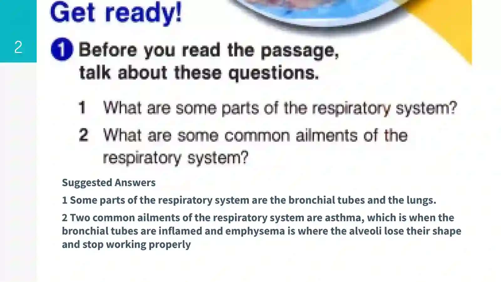 Respiratory system 2