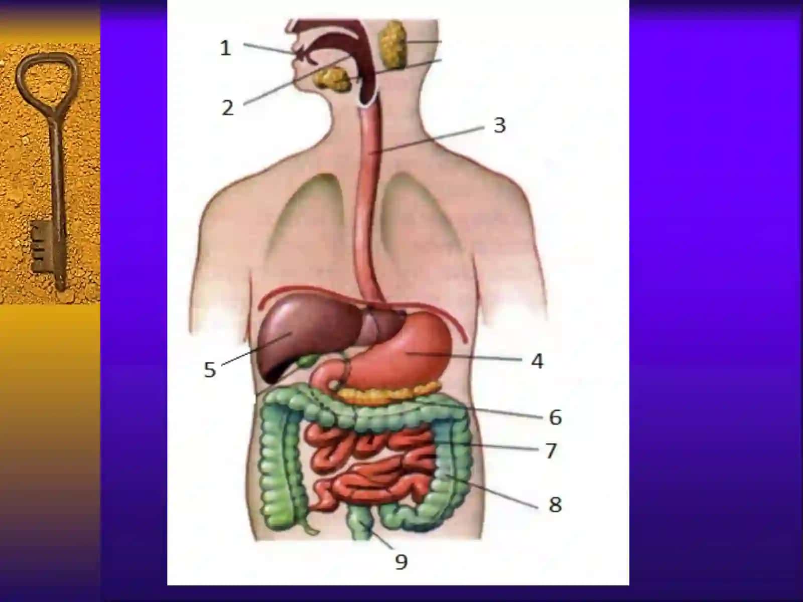 OVQATHAZMQILISH PATOFIZIOLOGIYASI 2