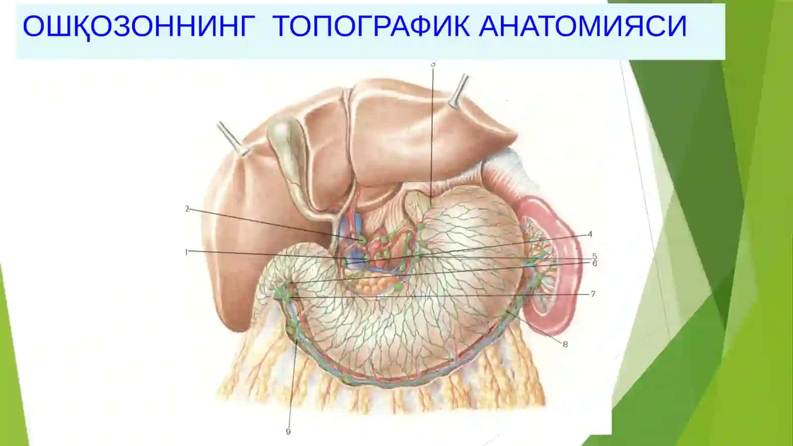 OSHQOZON RAKI 2