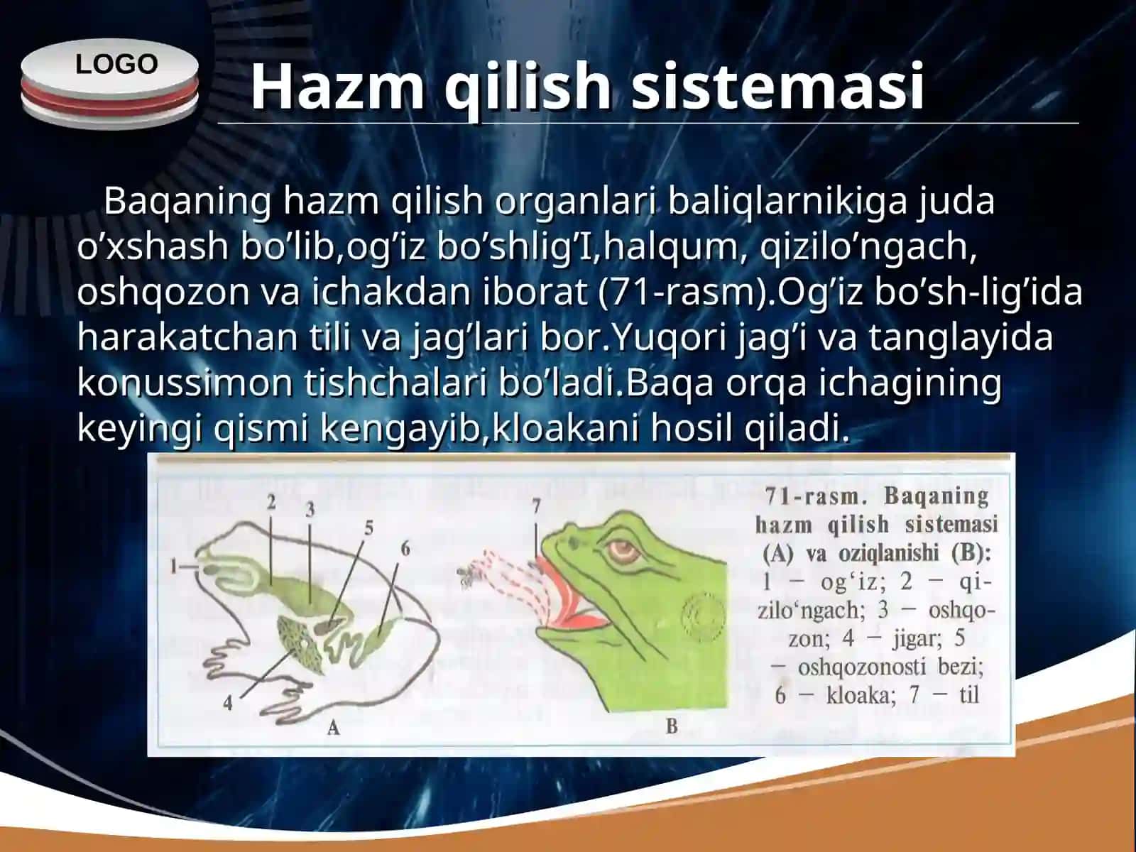 Ko’l baqasining ichki tuzilishi 2