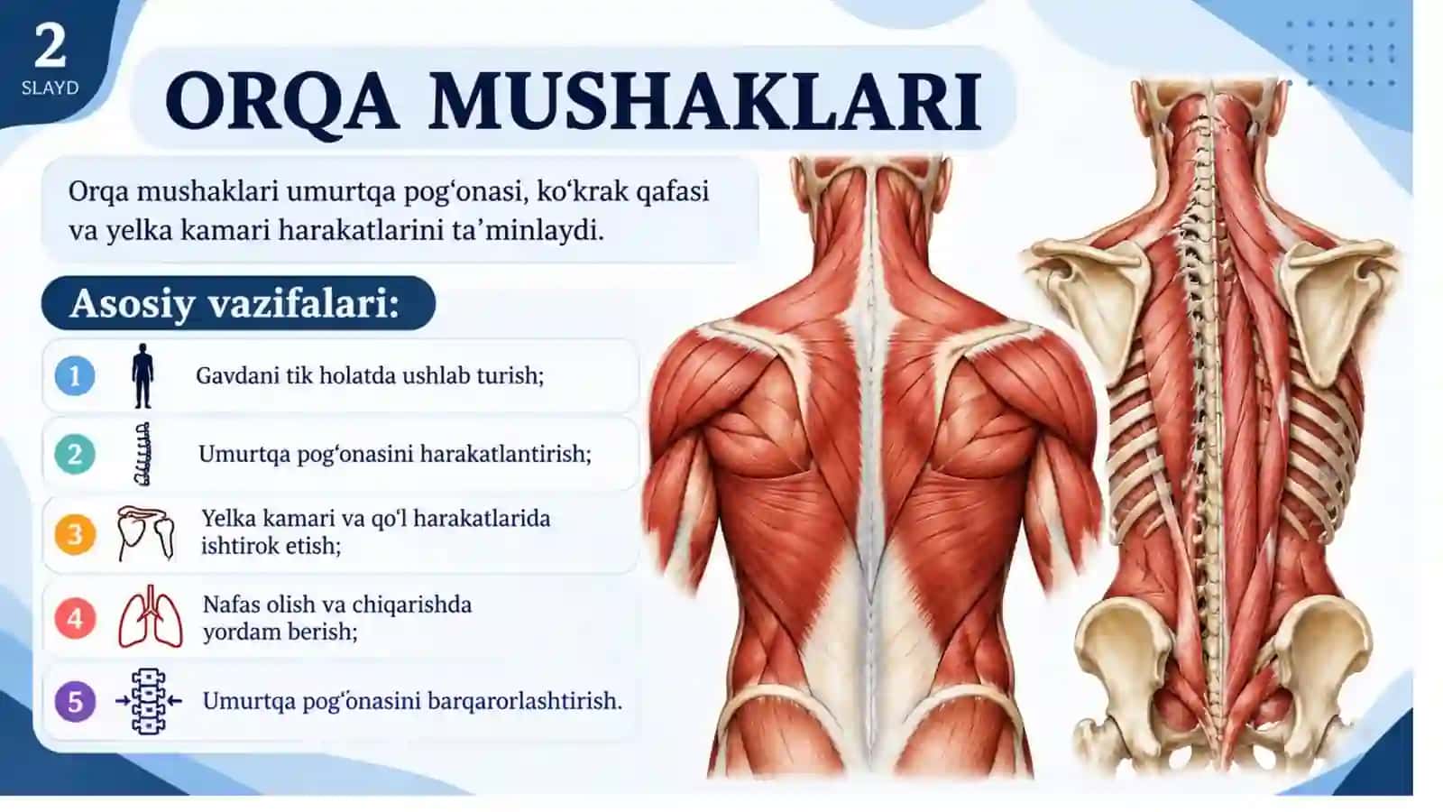 Orqa yuza va chuqur guruh mushaklari.pptx 2