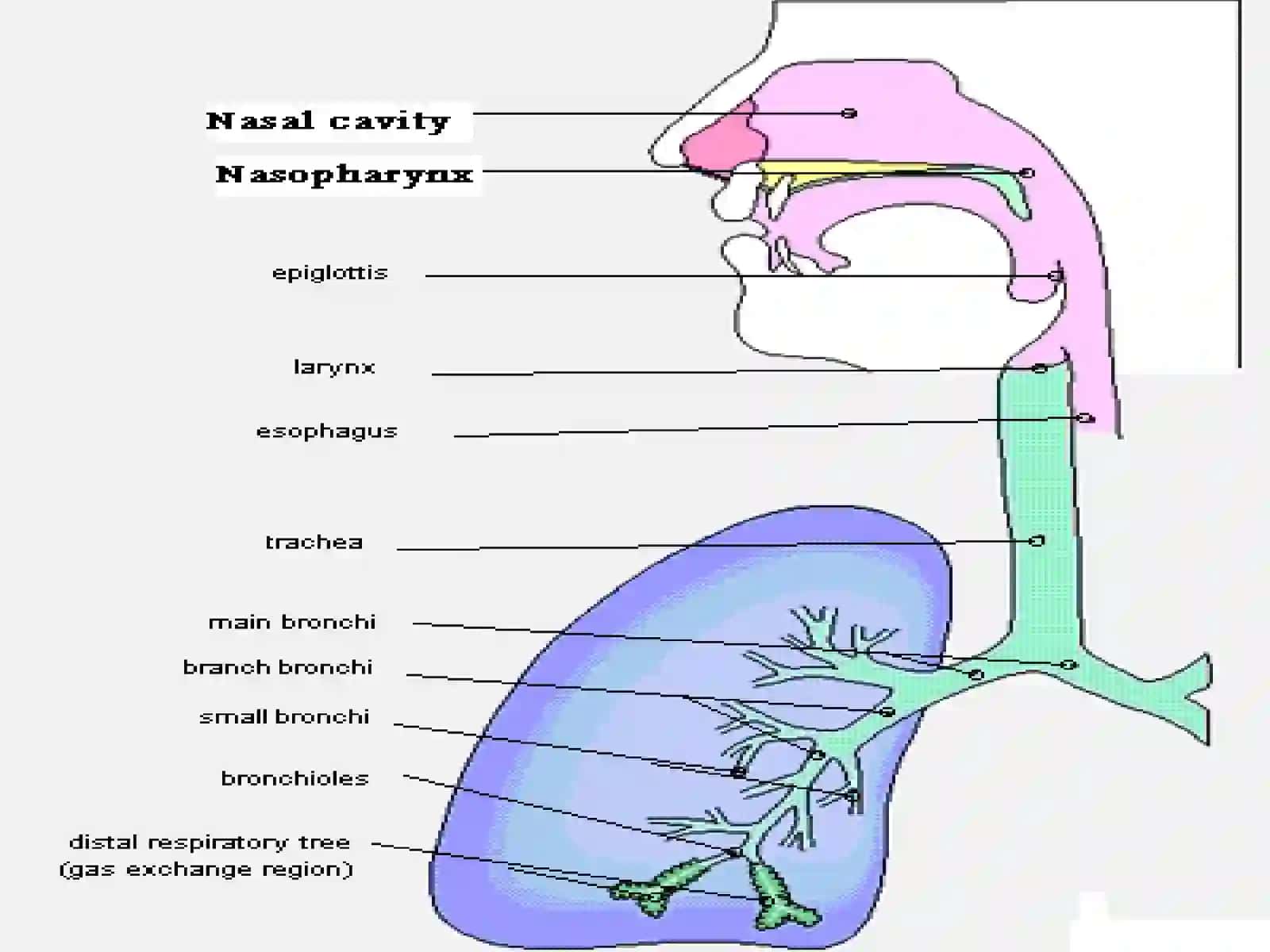 THE RESPIRATORY SYSTEM 2
