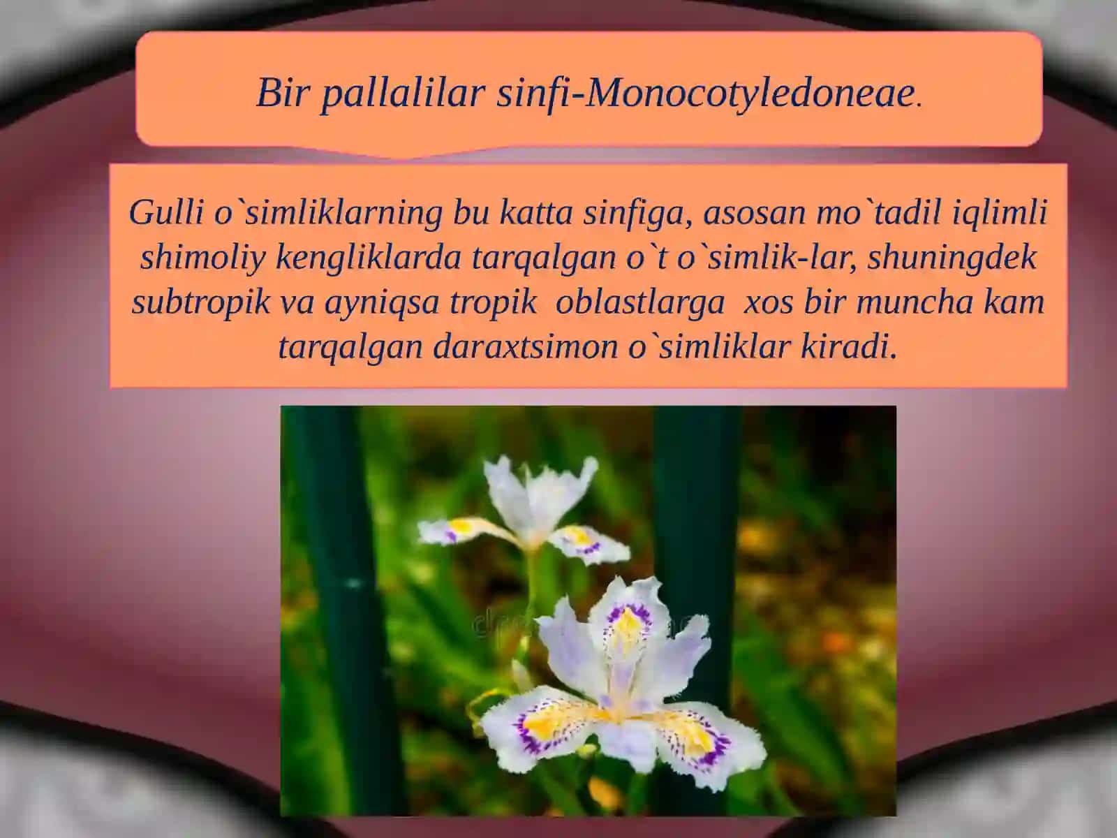 Bir pallalilar sinfi 2