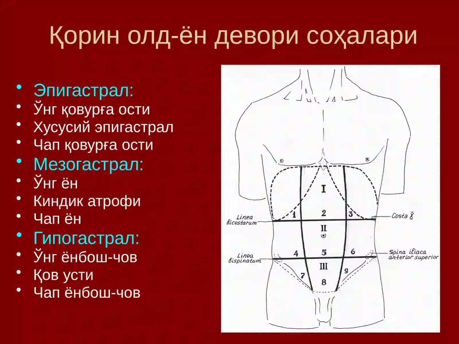Қорин олд-ён деворининг жарроҳлик анатомияси 2
