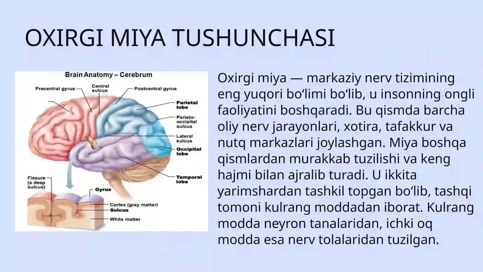 Oxirgi miya 2