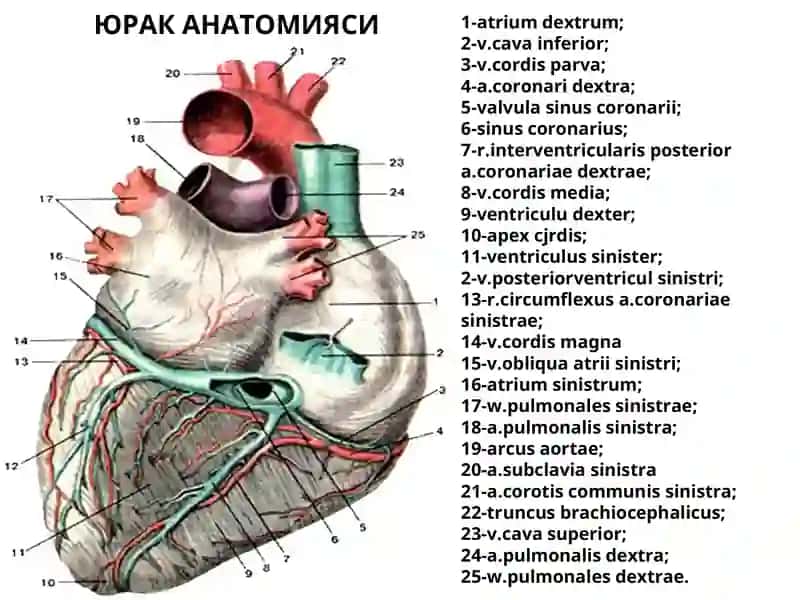 yurak anatomiyasi 2