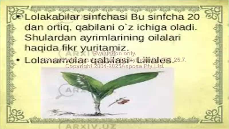 Palmanamolar qabilasi 2