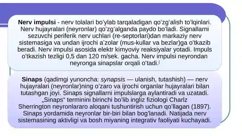 Sinaps sinaptik uchlar 2
