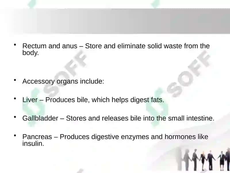 Diseases  Prevention Strategies Presentation. Digestive System. 2