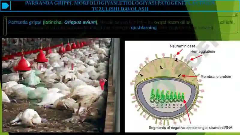 PARRANDA GRIPPI 2