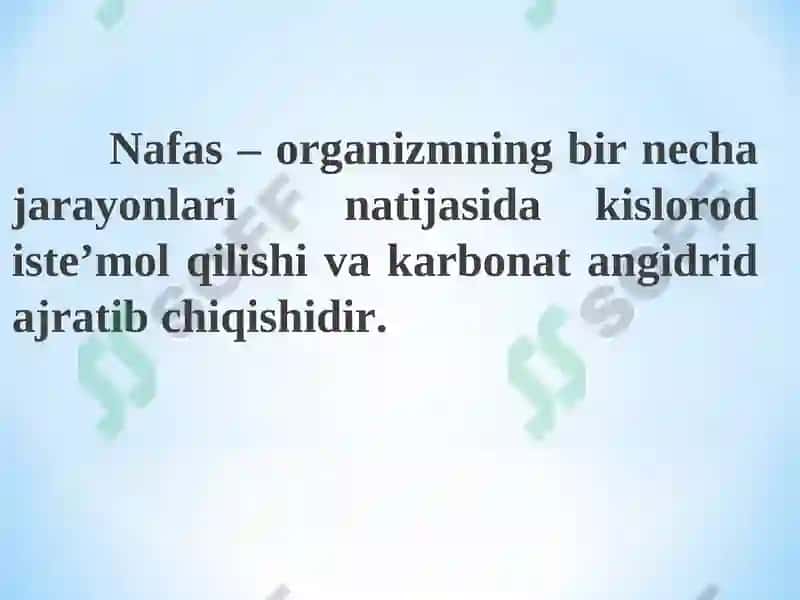Nafas sistemasining funksional xarakteristikasi 2