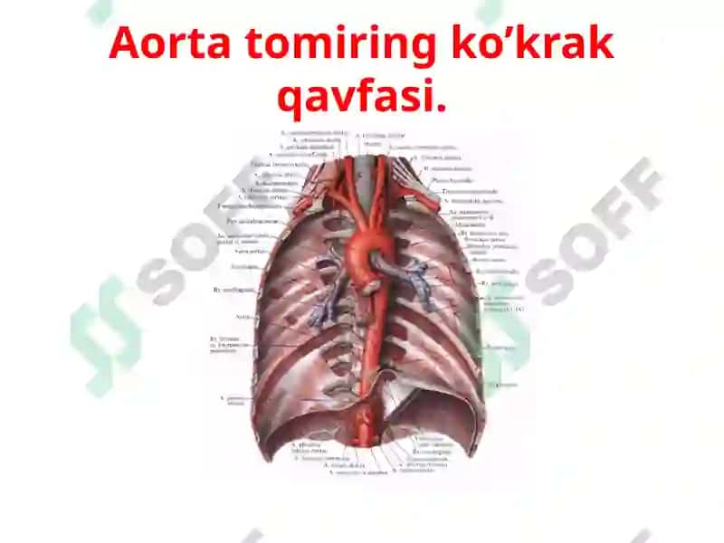 Aorta va uning shoxlari 2