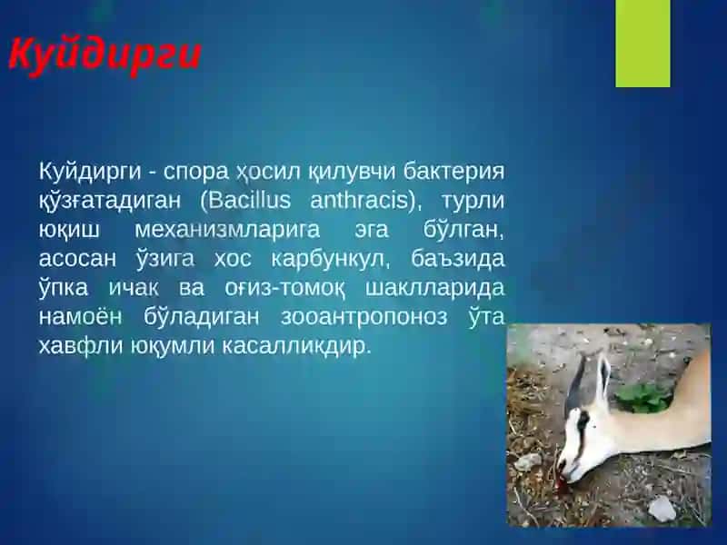 Куйдирги 2