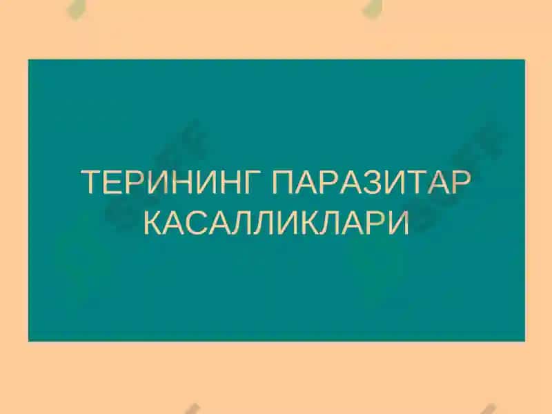 Терининг паразитар касалликлари 2
