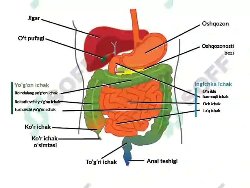 Enterit 2