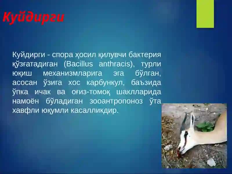Kuydirgi 2