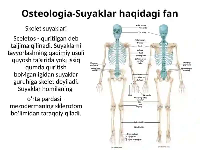 Odam anatomiyasi 2