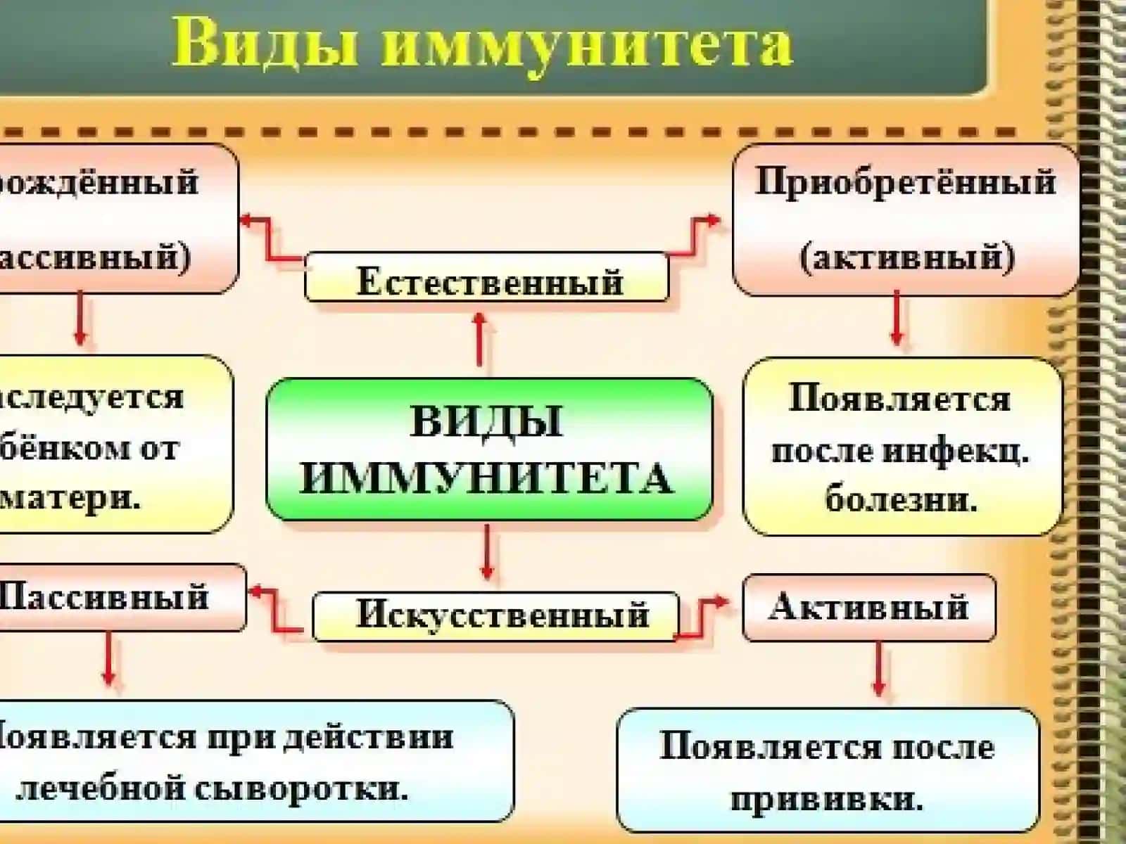 Адаптивный иммунитет 2
