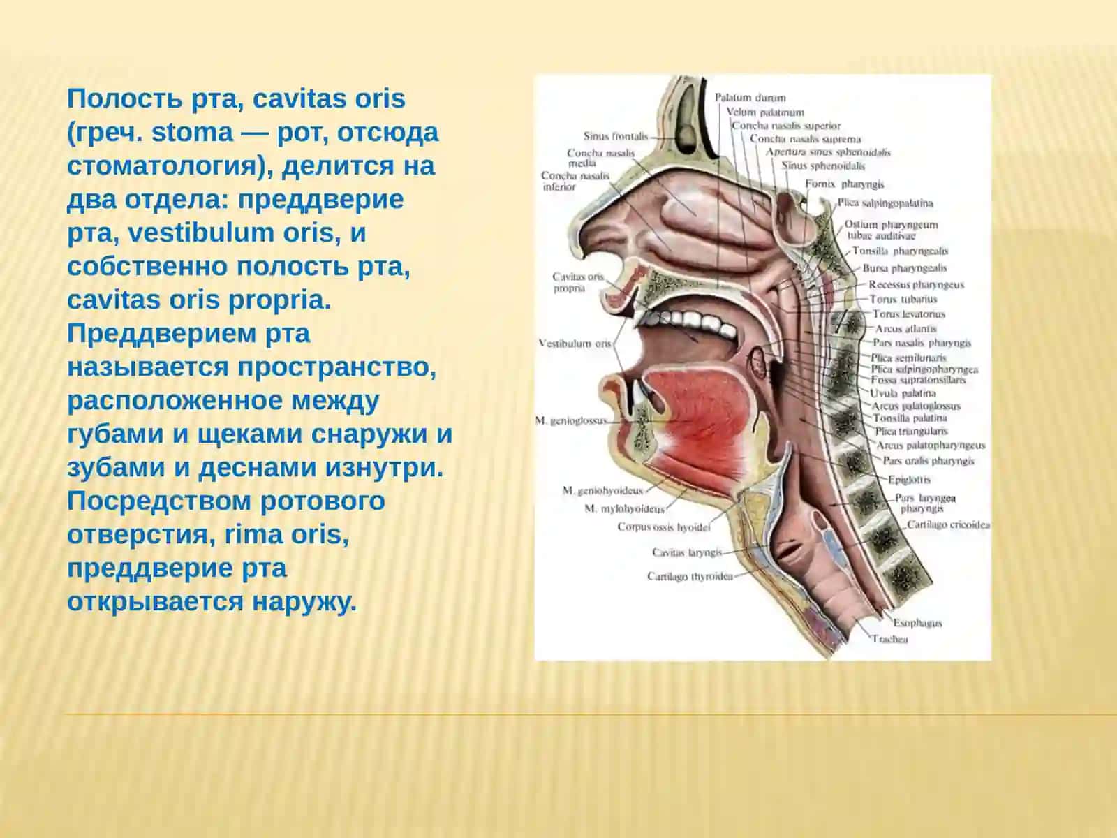 Полость рта,cavitasoris 2