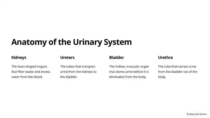 Urinary Systems, Kidneys, and Blood Circulation 2