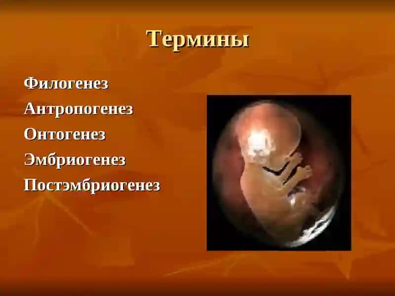 Онтогенез человека 2
