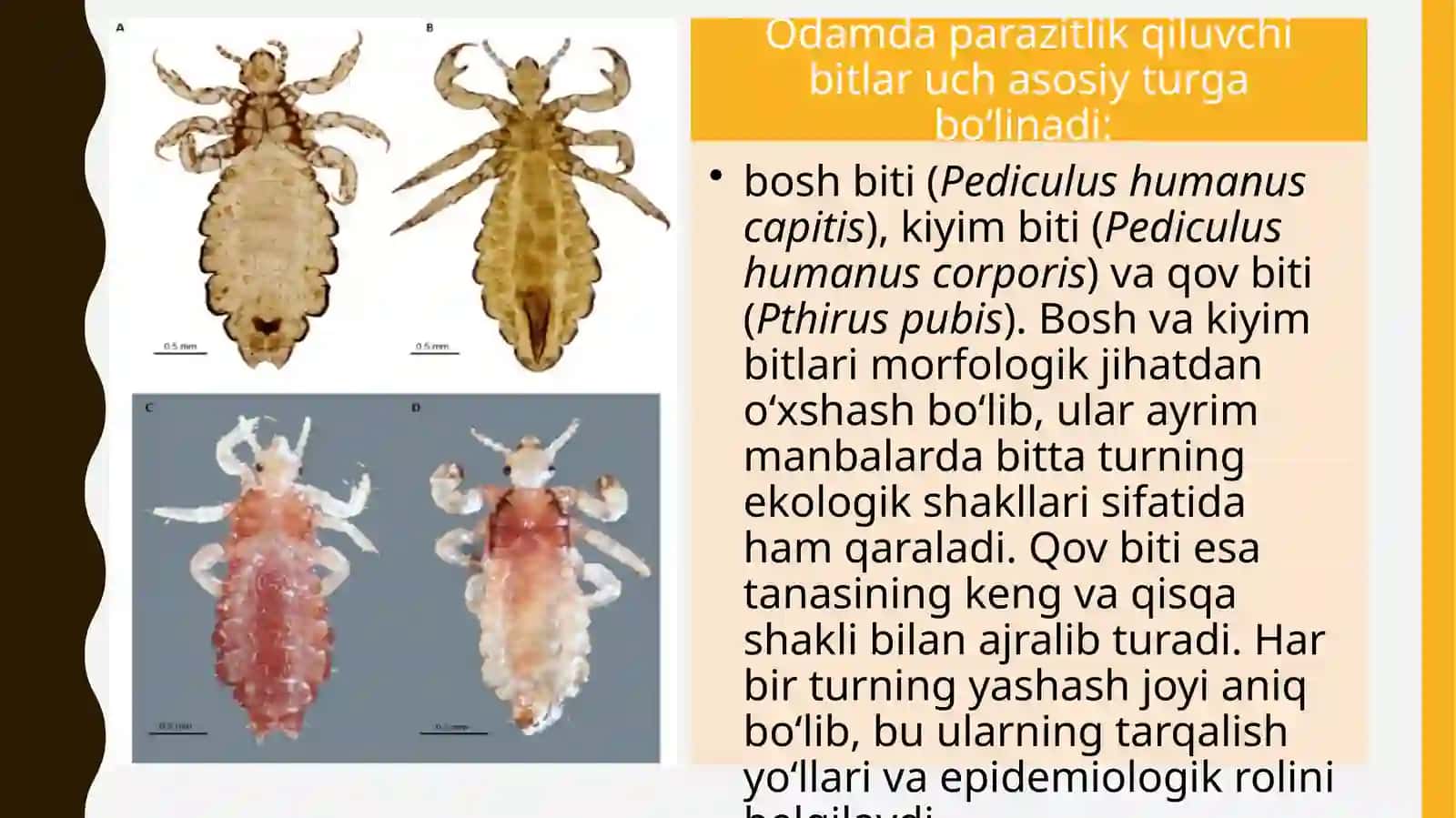 Bitlar (Pediculus spp.) 3