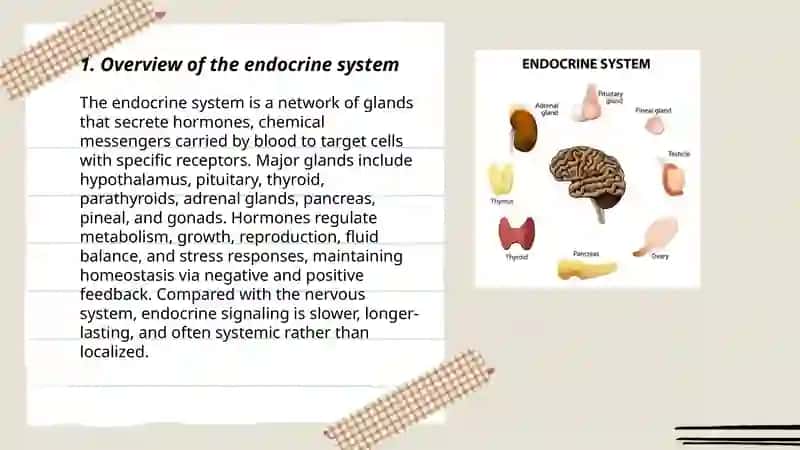 Endokrin tizim 3